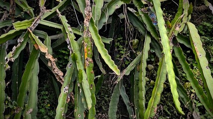 Dragon Fruit Cactus: A Natural Symphony of Greenery and Sunlight,Dragon Fruit Foliage: Exploring the Intricate Details of a Lush Tropical Plant