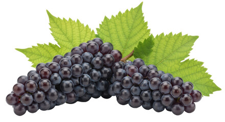 Isolated Purple Grapes and Leaves