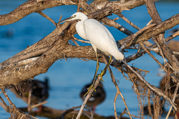 Life in the Reeds, The Danube Delta, Romania !