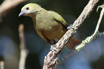 Bird in its wild life, perched between one branch and another, on a normal day searching for food...
