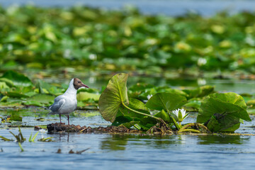 Life in the Reeds, The Danube Delta, Romania !