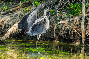 Life in the Reeds, The Danube Delta, Romania !