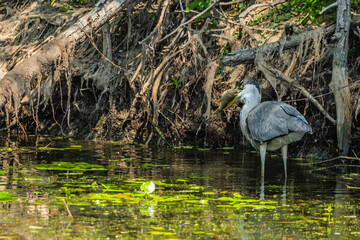 Life in the Reeds, The Danube Delta, Romania !