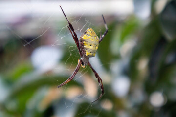 Close up yellow back garden spider on web with blurred garden background