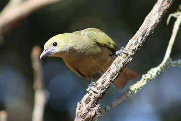 Bird in its wild life, perched between one branch and another, on a normal day searching for food for its subsistence.