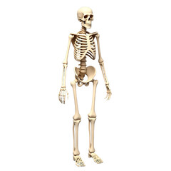 3D Realistic Model of the Human Musculoskeletal System Isolated Without Background