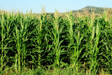 A lush field of tall green corn plants, reaching towards the blue sky, with a distant hill in the...