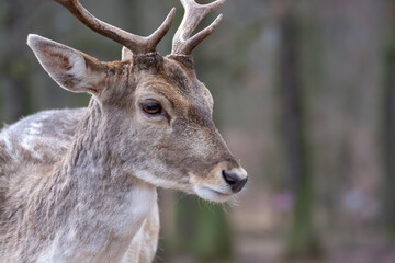 A deer with antlers is standing in a forest