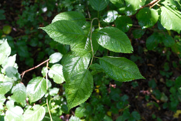 A leafy green plant with a leafy stem