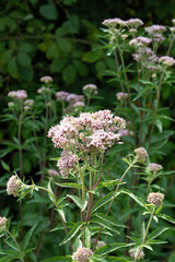 A bunch of pink flowers are growing in a garden