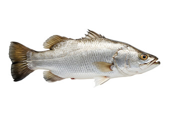 Obraz premium Isolated Barramundi Specimen Displaying a Pristine Silver Body and Intact Fins, Exhibiting Freshness and Natural Beauty for Culinary or Biological Purposes