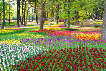 茨城県ひたちなか市　ひたち海浜公園のチューリップ