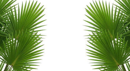 Fototapeta premium Verdant Palm Fronds Frame Void