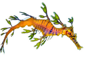 Obraz premium Exotic leafy sea dragon gracefully gliding through the clear waters, showcasing its intricate camouflage and unique underwater adaptation, against the stark white backdrop.