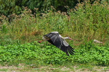 Life in the Reeds, The Danube Delta, Romania !