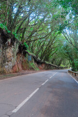 Wild nature of Anaga relict forest,. and winding road, Tenerife, Spain