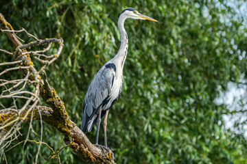 Life in the Reeds, The Danube Delta, Romania !