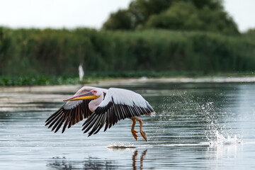 Life in the Reeds, The Danube Delta, Romania !