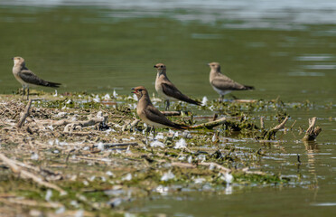 Life in the Reeds, The Danube Delta, Romania !