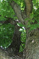 Thick, strong trunk and branches of walnut with green and dense foliage.