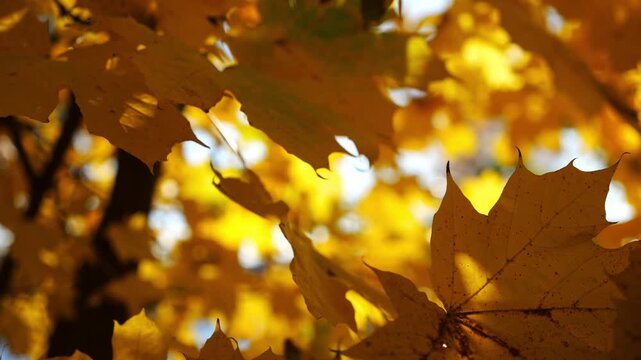 View to tree top of birch with brown leaves at sunny autumn day. Branches with lush foliage gently swaying in wind at parkland. Beautiful colorful fall season. Slow motion