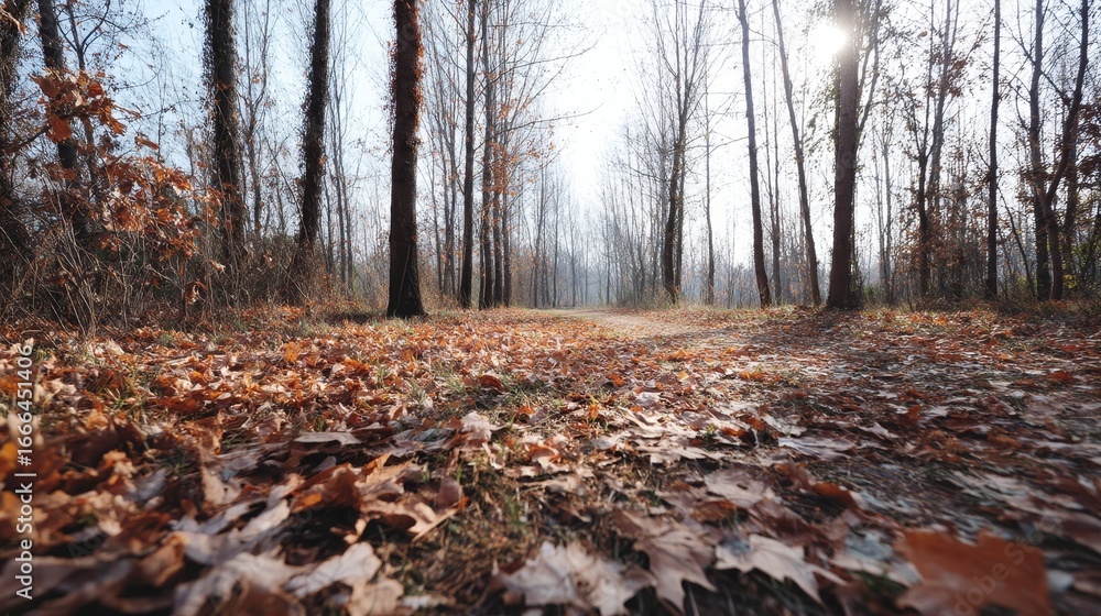 Poster serene autumn forest path with fallen leaves and soft sunlight filtering through bare trees, creatin