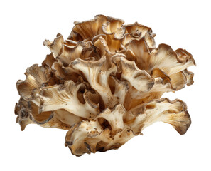 Mushroom harvesting event forest location nature organic environment isolated on transparent background