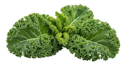 Isolated Curly Kale Leaves