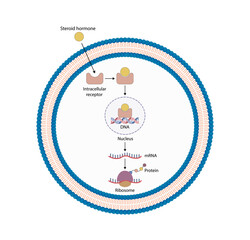 Fototapeta premium Steroid hormones mechanism of action. Steroids Bind to an intracellular receptor. Hormone-receptor complex activate gene transcription in the nucleus, followed by protein synthesis. Vector diagram.