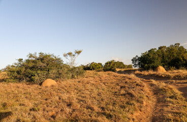 two termite hills colony in the meadow at sunset, Schotia safaris private game reserve