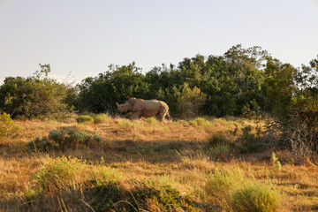 rhinoceros walking at sunset in the african savanna