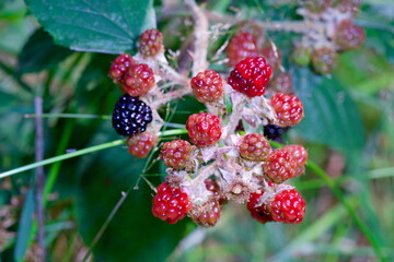 Close-up of unripe blackberries (Rubus fruticosus, Brombeeren) showing green and red stages before ripening.
