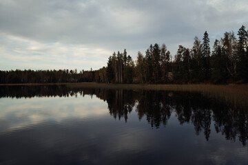 reflection of trees in water