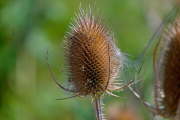 Close-up of Wild Teasel (Dipsacus fullonum, Wilde Karde) showing the distinctive spiky flower head