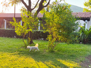 White dog walking slowly across green evening garden. Pet, lifestyle, companionship and nature...