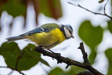 Eurasian Blue Tit perched on a tree branch in the morning light