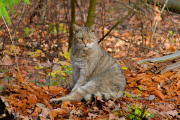European wildcat (Felis silvestris, Europaeische Wildkatze) in natural habitat, showing the elusive...