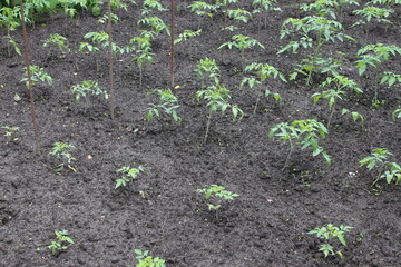 Green seedlings of bell pepper planted in the ground.