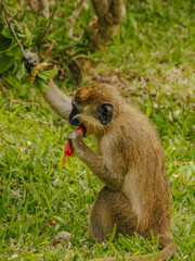 Green Monkey Picking and Eating Flowers