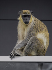 Green Monkey Sitting on Balcony