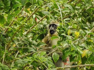 Green Monkey Hiding in Leaves