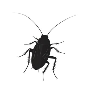 black cockroach on white background clip art preview