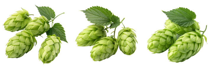 Fototapeta premium Set of Green Hops isolated on a transparent background
