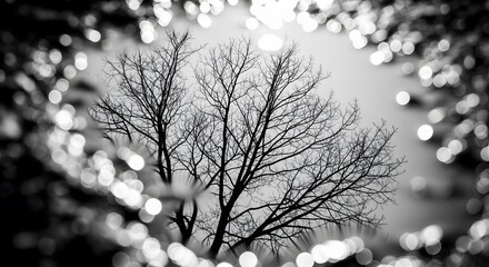 A solitary bare tree against a blurred bokeh background in a moody black and white artistic nature shot. An atmospheric winter or autumn concept.