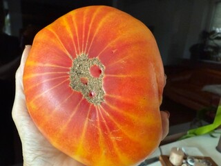 Very big tomato in one hand