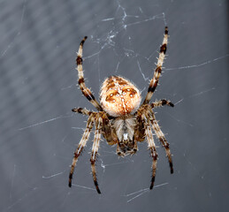 Close up of a UK garden spider on its web waiting for food scary