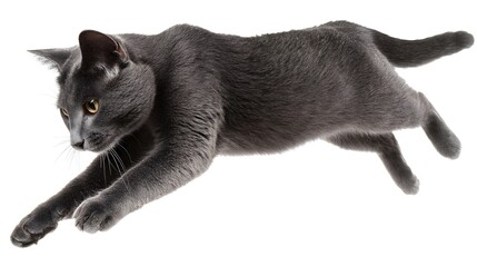 Playful Jumping Grey Cat Isolated on White Background - High-Quality Professional Stock Photo