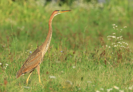 Purple heron feeding on the meadow