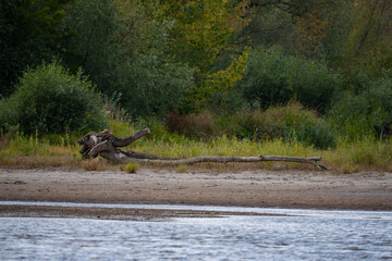 A log on the bank of the Vistula River