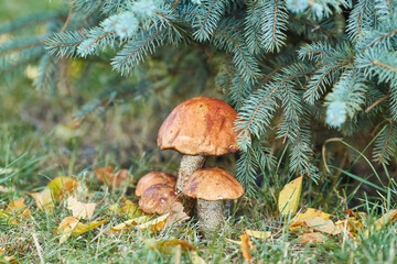 Cluster of Orange Birch Bolete Mushrooms
